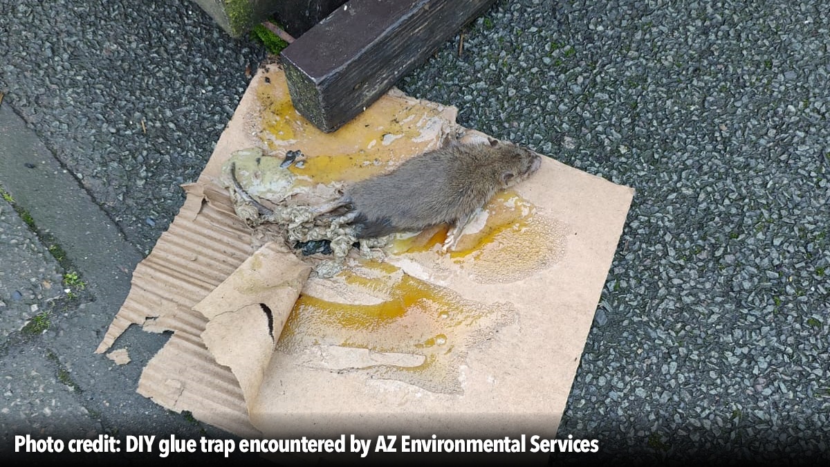 open-letter-steve-reed-glue-trap-law-failure-hero1 open-letter-steve-reed-glue-trap-law-failure-hero1